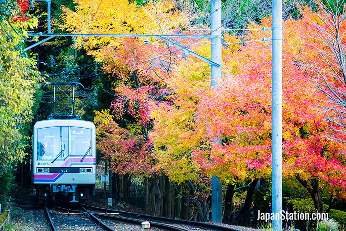 Eizan Railway's Maple Leaf Tunnel during the day