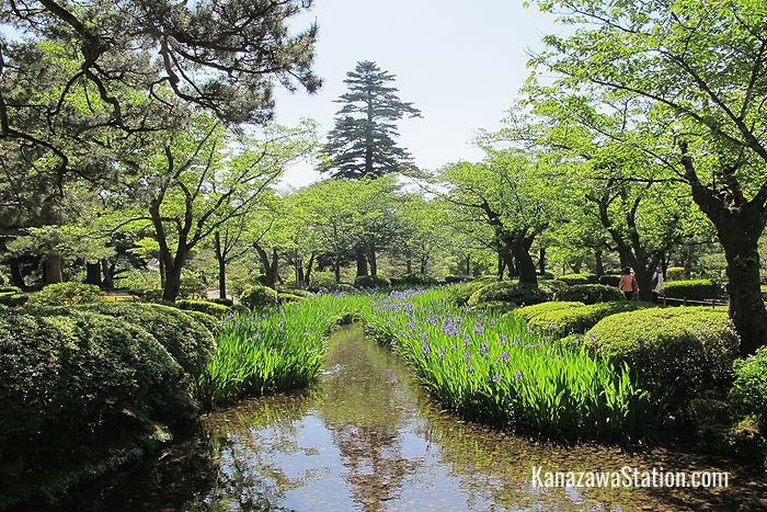 Irises in May seen from a flower viewing bridge