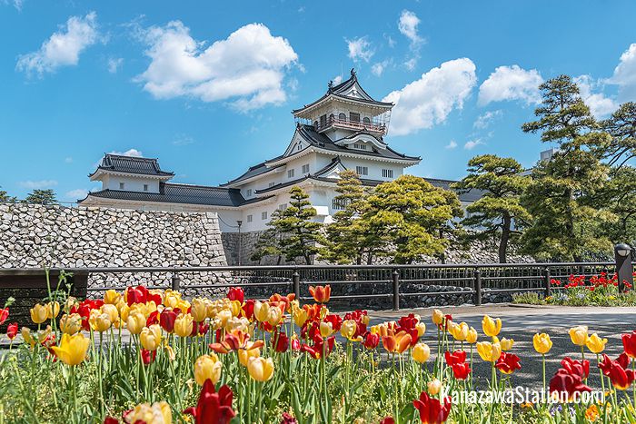 Blooming tulips at Toyama Castle