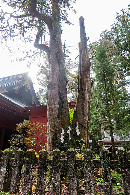 The ancient pine