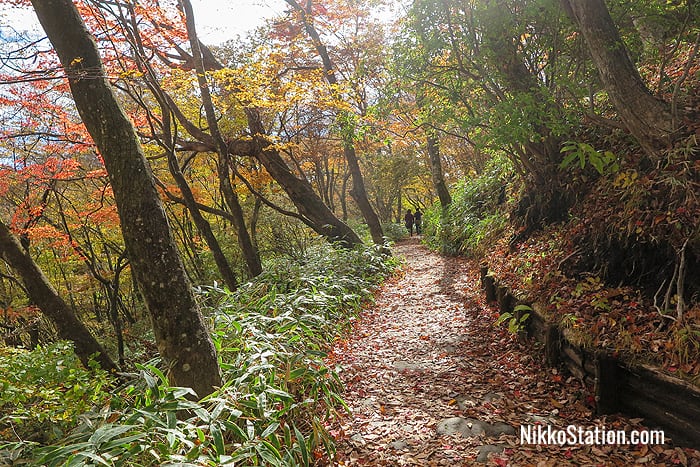 The trail into the woods