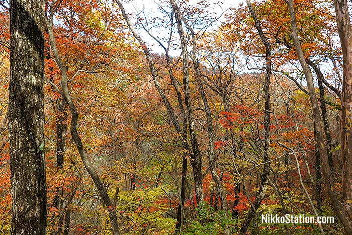 The route is especially colorful in the autumn season