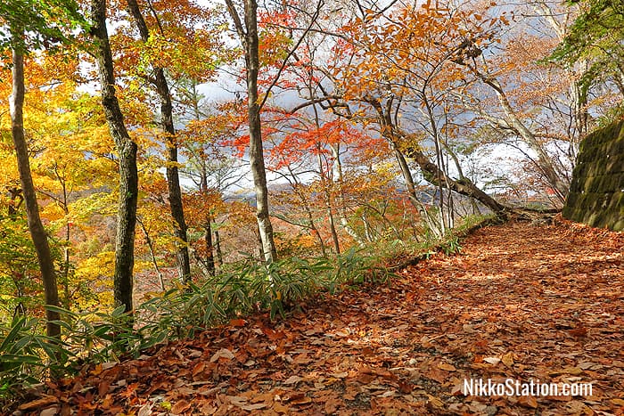 Walking on a carpet of leaves