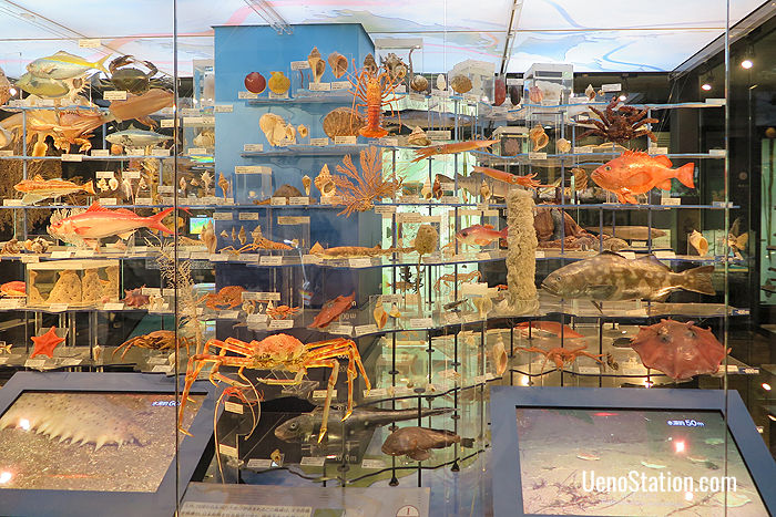 Marine life of the Japanese islands