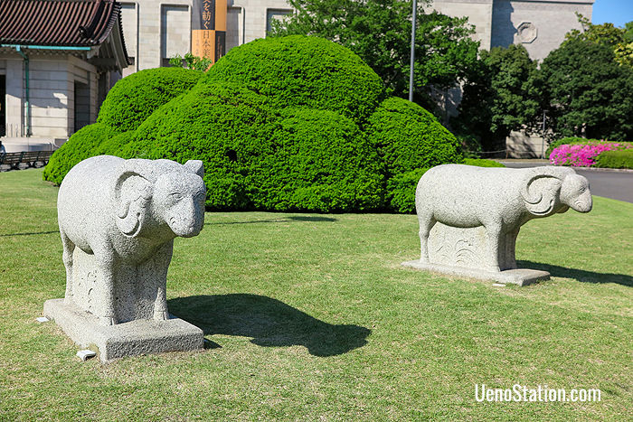 Sheep, from Gangwondo, Korea