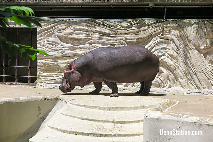 The Ueno Zoo has succeeded in breeding rare pygmy hippos