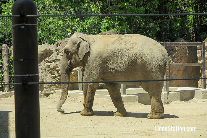 An African elephant